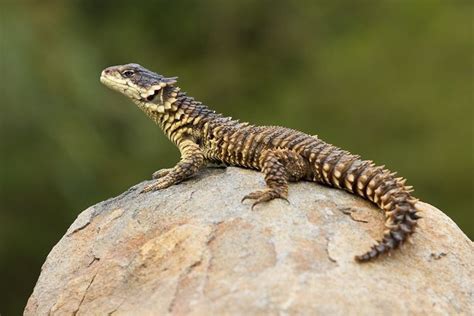 Giant Girdled Lizard | Lizard, Amphibians, Interesting animals