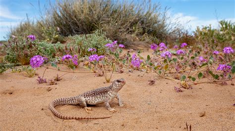 Desert Iguana | Arizona Highways