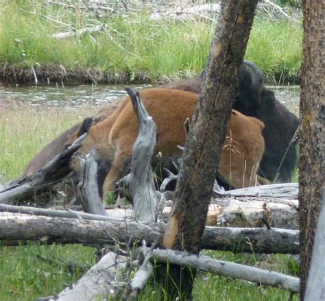 The Greenbelt: Wildlife in Yellowstone