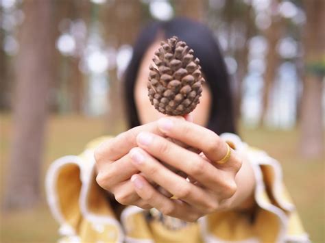 Premium Photo Close Up Of Woman Holding Pine Cone