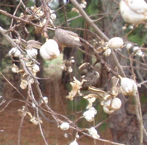 Chinese Tallow Tree – Identification | Walter Reeves: The Georgia Gardener