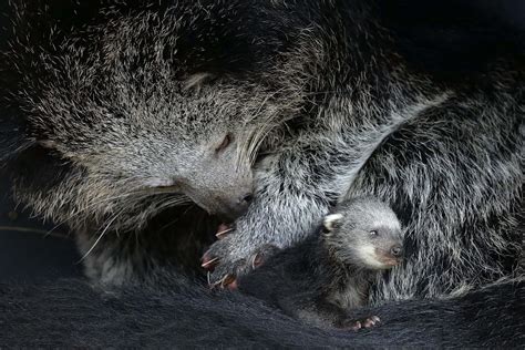 The binturong - ABConservation