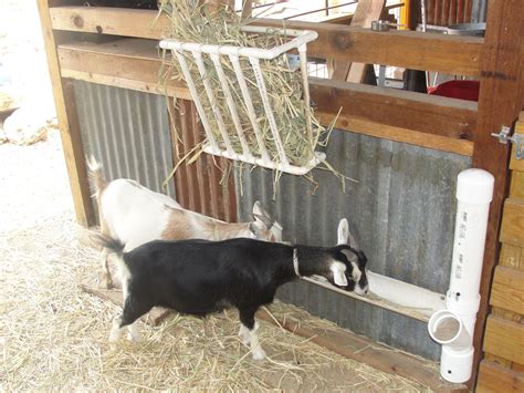 Homemade Hay Feeders For Goats Goats And Their Feeders To View More