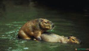 Capybara Mating Reproduction