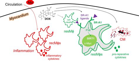 Doxorubicin Induced Ascension Of Resident Cardiac Macrophages Circulation Research