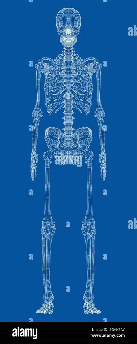 Esqueleto Humano Vector Imagen Vector De Stock Alamy