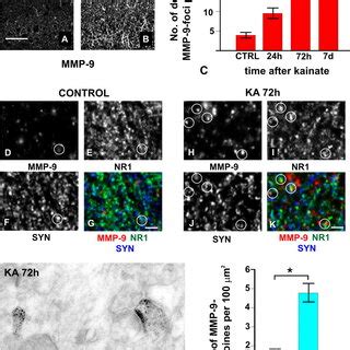 Mmp Involvement In Ptz Kindlinginduced Epilepsy Seizure Scores Of