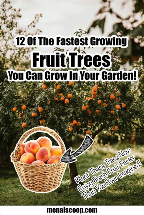 Of The Fastest Growing Fruit Trees You Can Grow In Your Garden