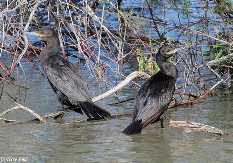 Great Cormorant - Species Information and Photos