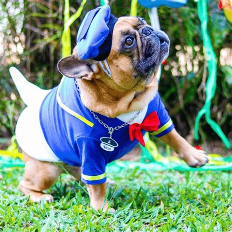 Dog Donald Duck Halloween Costume | dog costumes french bulldog ...