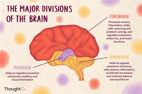 The 3 Divisions Of The Brain And How They Function Brain Brain