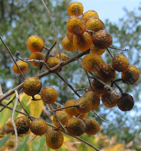 Perennial Plants, Bulbs & Seeds: Western Soapberry Sapindus saponaria ...