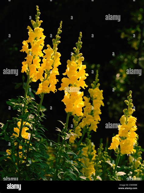 Yellow Snapdragon Antirrhinum Majus Stock Photo Alamy