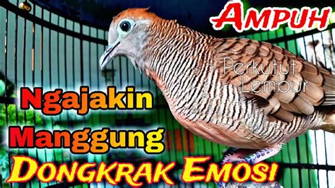 PERKUTUT LOKAL GACOR SUARA BESAR Pancingan Perkutut Agar Cepat Bunyi