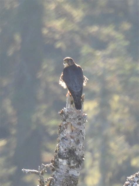 Ebird Checklist Nov Sherrard Point Species