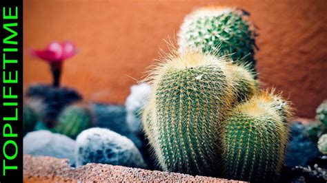 Origen De Los Cactus Y De Otras Suculentas Youtube