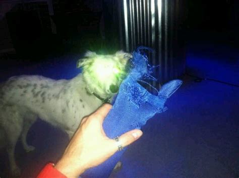 Zak Playing With Gracie Ghost Adventures Bagans Dog Angel