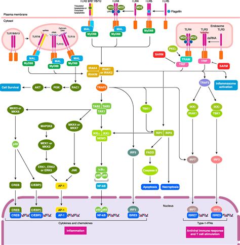 Trif‐dependent Tlr Signaling Its Functions In Host Defense And