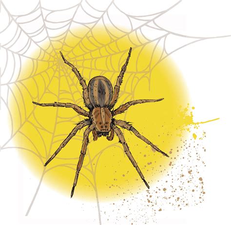 Hobo Spider Vs Wolf Spider Wolf Spider Bite Everything You Need To