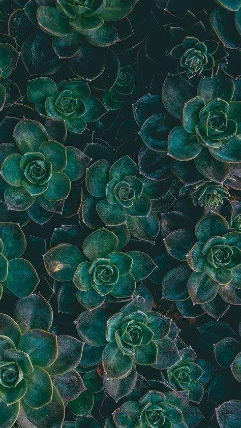 green wallpapers aesthetic