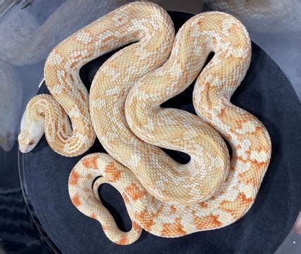 Albino Christmas Mountain Sonoran Gopher Snake by Summer's Snakes - MorphMarket