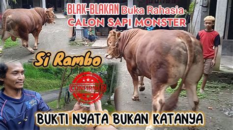 Sapi Limosin Calon Monster Keluar Kandang Tips Perawatan Sapi Gemuk