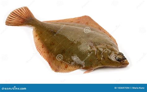 Plaice Fish Pleuronectes Platessa Stock Photo - Image of body, catch: 103697594