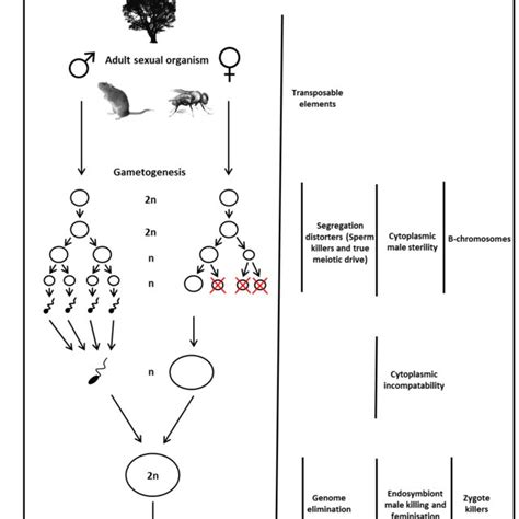 A Schematic Of The Stages Of Sexual Reproduction And The Different Download Scientific Diagram