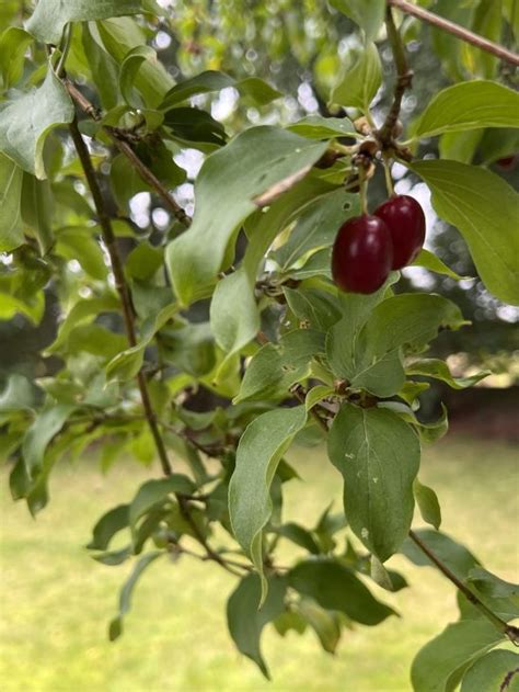 Marmelade mit Kornelkirschen küchenkränzchen