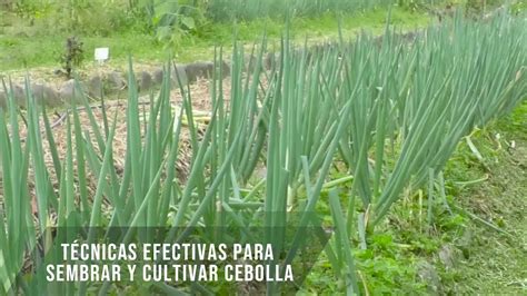 Técnicas efectivas para sembrar y cultivar cebolla TvAgro por Juan