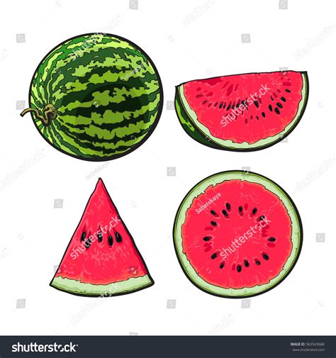 Whole Half Quarter Slice Ripe Watermelon Stock Vector Royalty Free