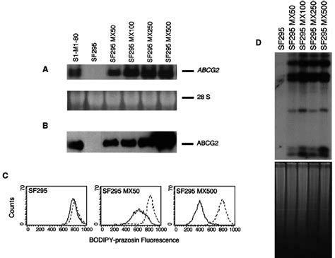 Overexpression Of ABCG2 In Mitoxantrone Selected SF295 Cells A