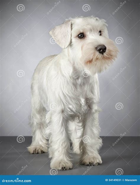 Perrito Blanco Del Schnauzer Miniatura Imagen De Archivo Imagen De