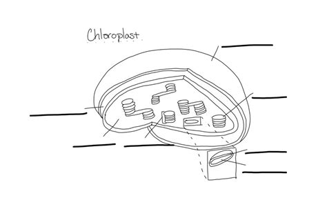 Chloroplast Diagram Diagram | Quizlet