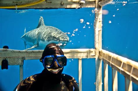 Shark "Documentary" causing problems in New Zealand - SharkDiver