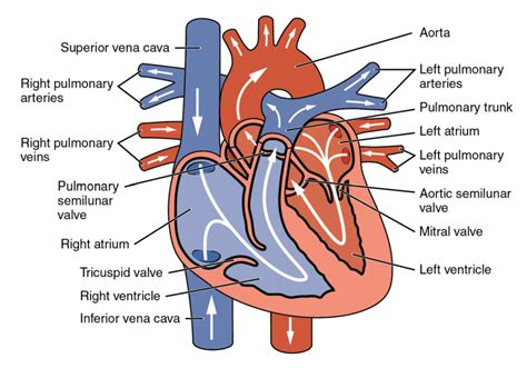 Module Heart And Great Vessels Anatomy Ereader