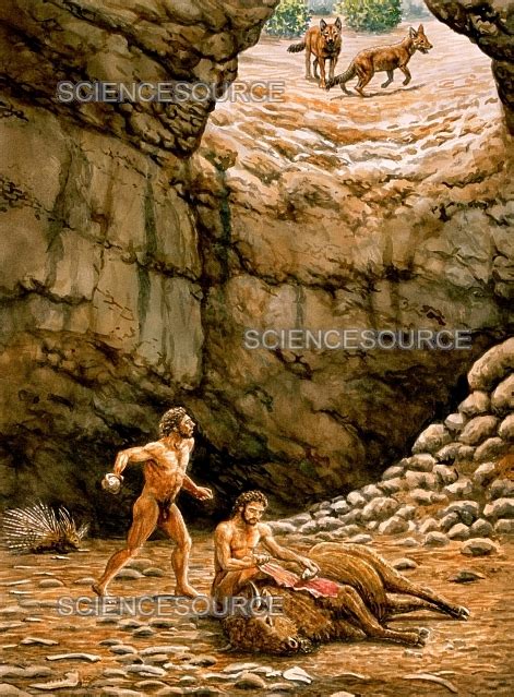 Homo Antecessor Stock Image Science Source Images