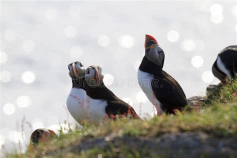 Puffins during Mating Season Stock Photo - Image of animals, fragile ...