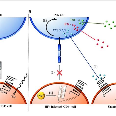 Antibody Independent Nk Cell Anti Hiv Activity 1 Hiv Uninfected