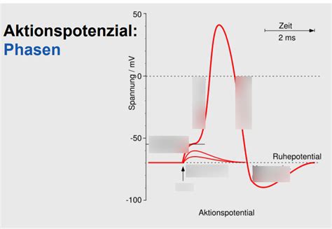 Schaubild Biologische Psychologie Vl Quizlet