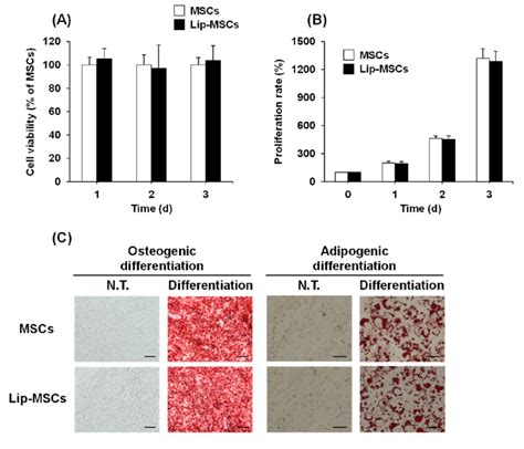 Cell Viability Proliferation Rate And Differentiation Potential Of Download Scientific