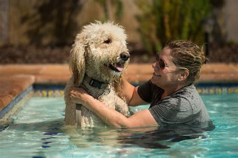 7 Tips To Teach Your Dog How To Swim