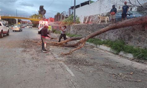 Atienden reportes de árboles caídos por fuertes vientos Noticias de