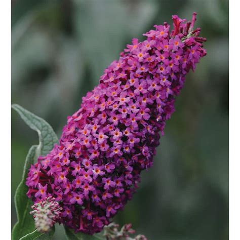 Reviews For National PLANT NETWORK 2 5 Qt Buddleia Royal Red Flowering