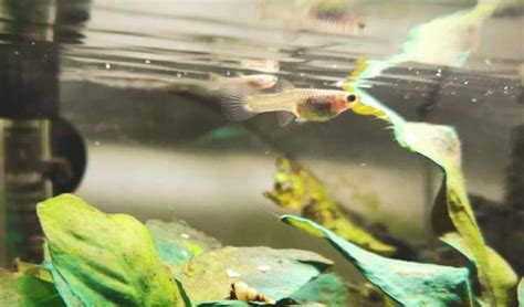 Are You Ready for Guppy Breeding - hygger