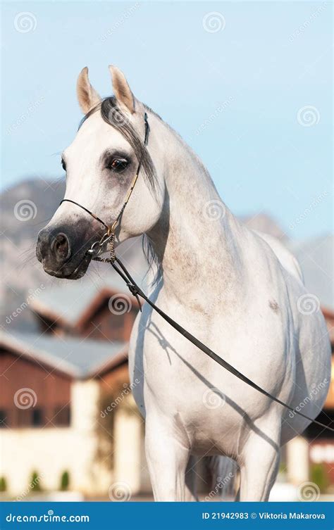 White Arabian Horse Stallion Portrait Stock Image Image Of Vertical