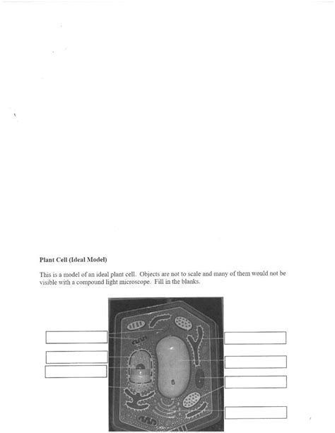 Plant Cell Anatomy For Kids Worksheets Library