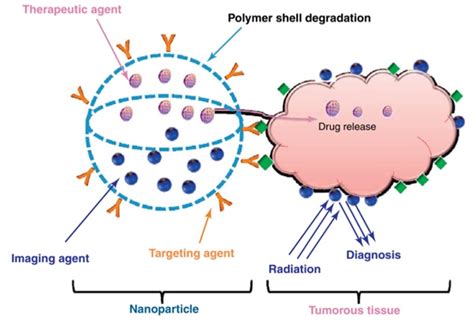 Drug Targeting And Delivery Cd Bioparticles