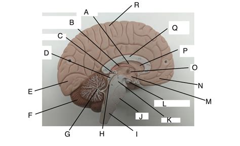 Cns Diagram Quizlet