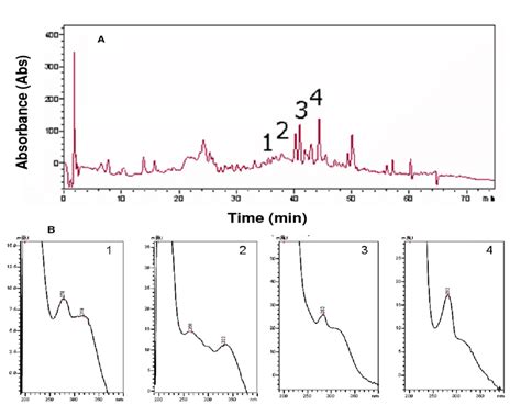 Gradient Elution Of The Crude Extraction Mobile Phase Methanol B In Download Scientific